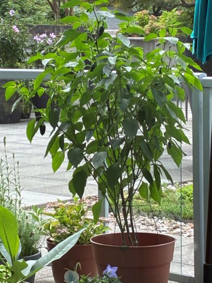 peppr lanky.jpg